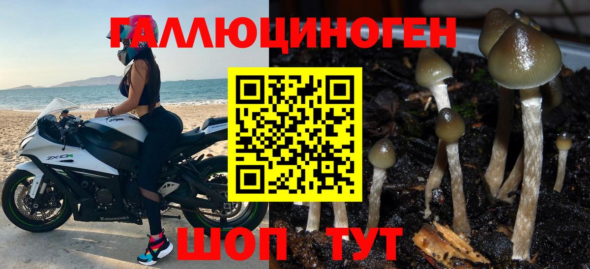 Галлюциногенные грибы Psilocybine cubensis  Вход с VPN  Тамбов 